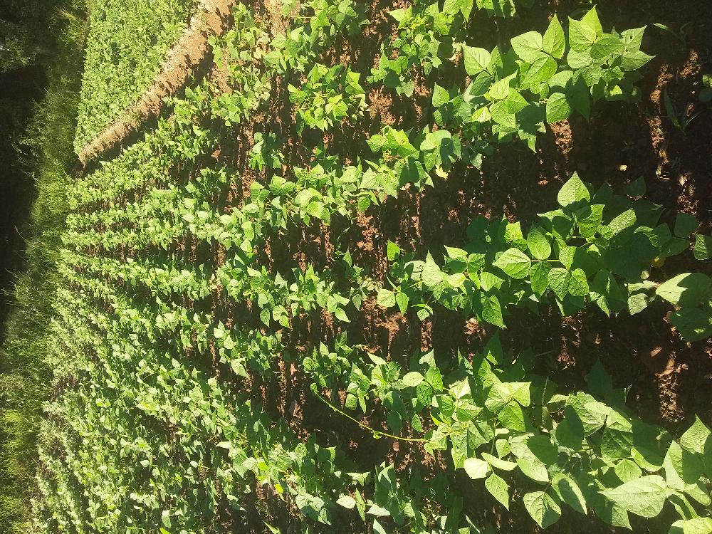 Produtos da Terra e de Limpeza